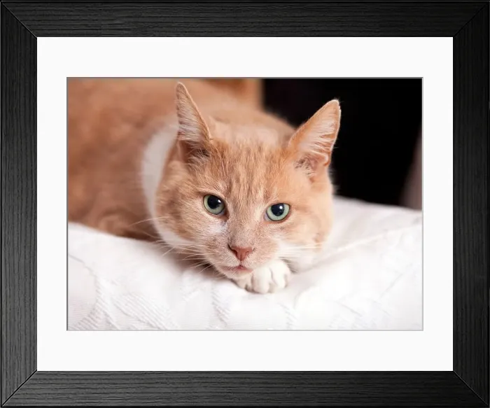 Framed Print : A ginger and white four year old adult male cat lying on a settee Framed Print : A ginger and white four year old adult male cat lying on a settee