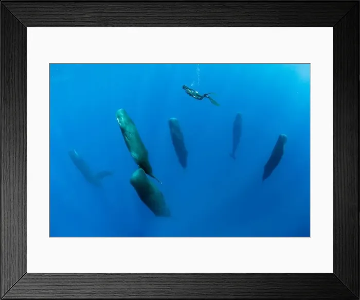 Framed Print : Free diver is swimming over a pod of Sleeping sperm whale (Physeter macrocephalus) Framed Print : Free diver is swimming over a pod of Sleeping sperm whale (Physeter macrocephalus)