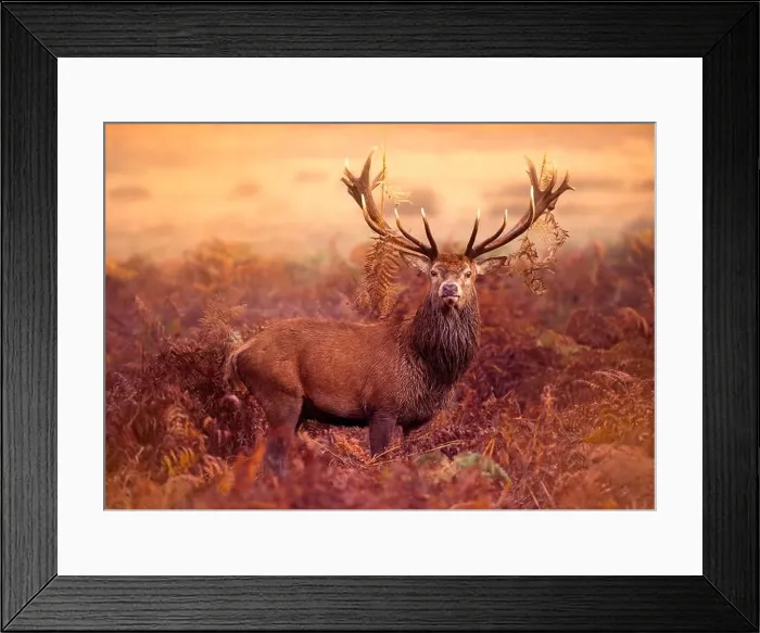 Framed Print : Red Deer Stag in the early morning mist Framed Print : Red Deer Stag in the early morning mist