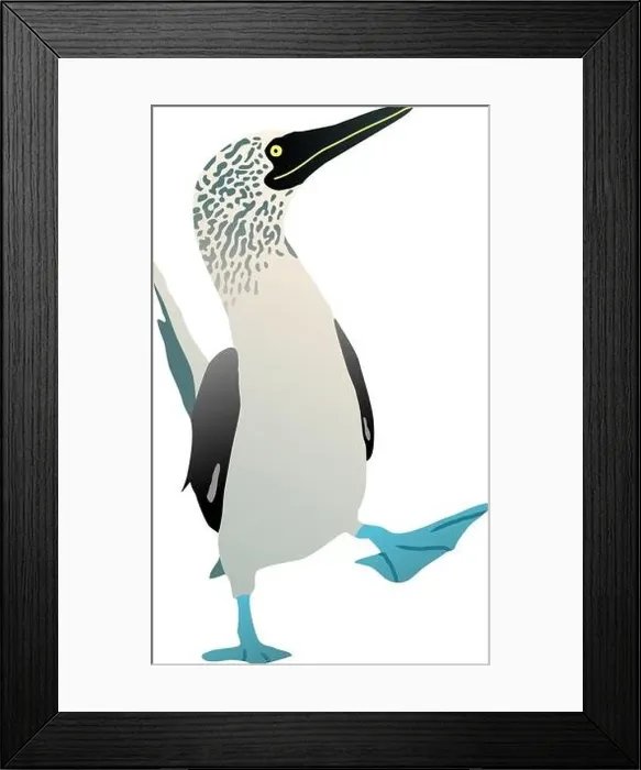 Framed Print : Gannet bird with a blue foot. Flat vector booby solan illustration figure isolated Framed Print : Gannet bird with a blue foot. Flat vector booby solan illustration figure isolated