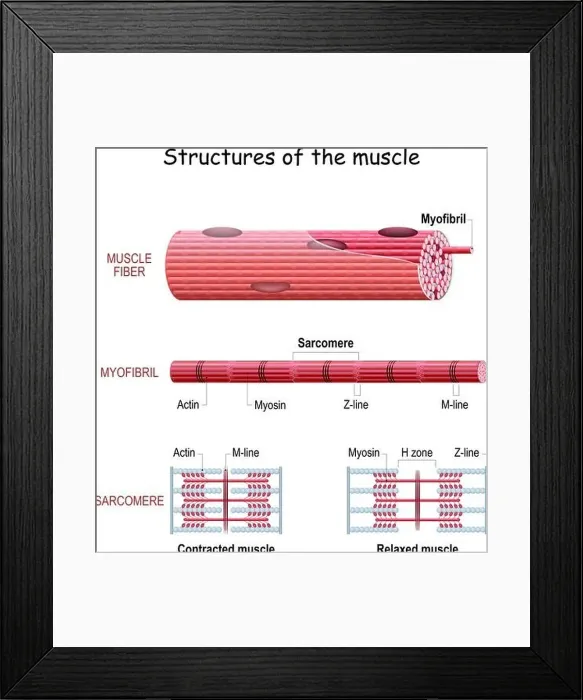 Framed Print : Structure Skeletal Muscle. myofibril with thin and thick filament Framed Print : Structure Skeletal Muscle. myofibril with thin and thick filament
