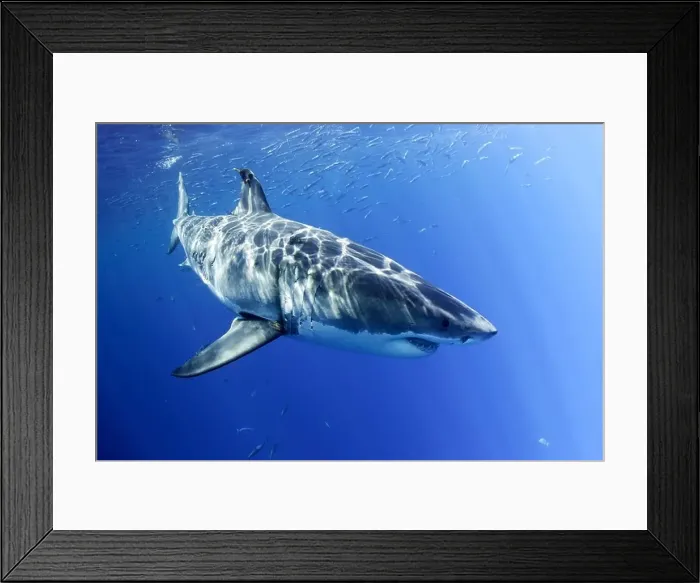 Framed Print : Great White Shark, Carcharodon carcharias, Guadalupe, Baja California, Pacific Ocean, Mexico Framed Print : Great White Shark, Carcharodon carcharias, Guadalupe, Baja California, Pacific Ocean, Mexico