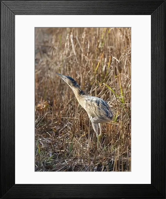 Framed Print : Bittern 2 Framed Print : Bittern 2