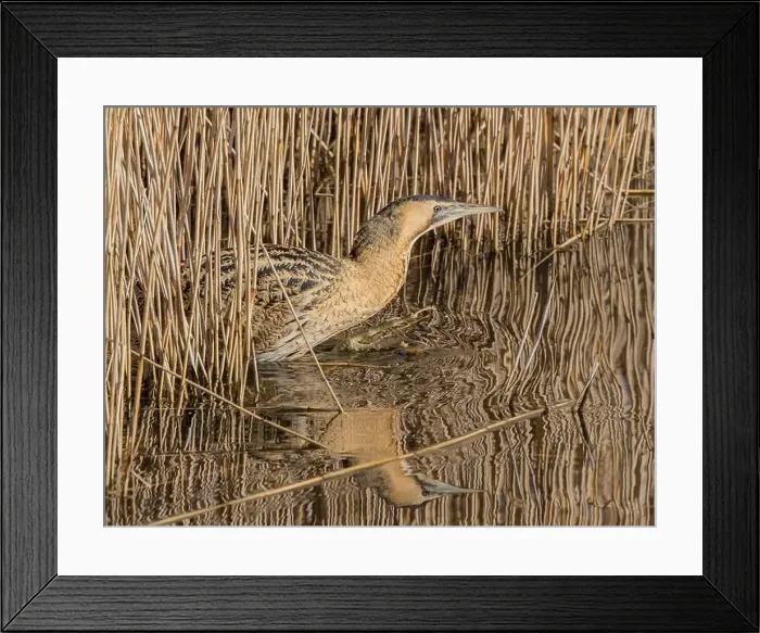 Framed Print : Side view close up, isolated Framed Print : Side view close up, isolated