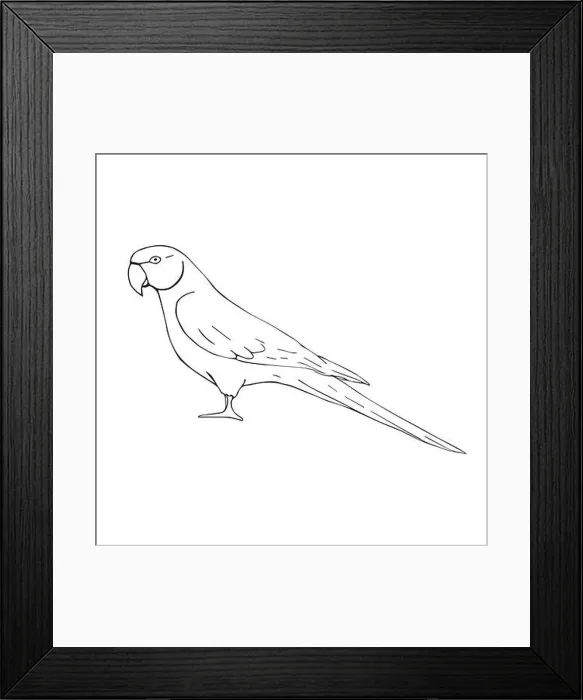 Framed Print : Vector hand drawn doodle sketch Indian ringneck parrot isolated on white background Framed Print : Vector hand drawn doodle sketch Indian ringneck parrot isolated on white background