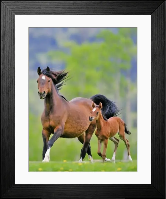 Framed Print : Arabian Horse Mare and Foal galloping, playing together on spring meadow Framed Print : Arabian Horse Mare and Foal galloping, playing together on spring meadow