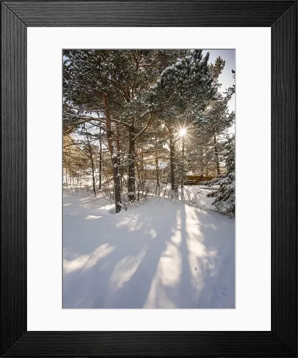 Framed Print : Trees in snow covered landscape, sunlight shining through trees, Ontario, Canada ontario canada winter cold 2017 snow Framed Print : Trees in snow covered landscape, sunlight shining through trees, Ontario, Canada ontario canada winter cold 2017 snow