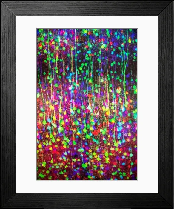 Framed Print : Individual Neurons in the technique brainbow Framed Print : Individual Neurons in the technique brainbow