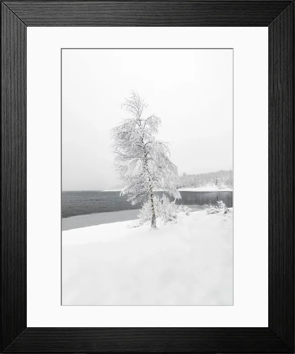 Framed Print : Single birch tree covered with snow in front of lake on cold winter day with lot of snow Framed Print : Single birch tree covered with snow in front of lake on cold winter day with lot of snow
