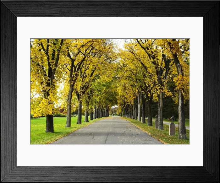 Framed Print : An avenue of Elm trees in autumn in Assiniboine Park in Winnipeg Manitoba Canada Framed Print : An avenue of Elm trees in autumn in Assiniboine Park in Winnipeg Manitoba Canada