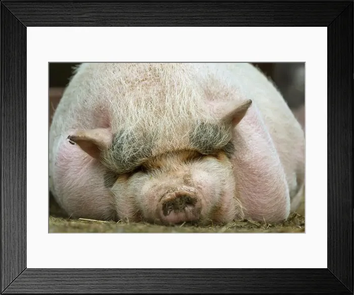Framed Print : domestic pig (Sus scrofa f. domestica), fat pig lying on the belly and resting, Germany, North Rhine-Westphalia Framed Print : domestic pig (Sus scrofa f. domestica), fat pig lying on the belly and resting, Germany, North Rhine-Westphalia