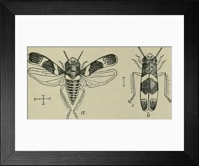 Framed Print : The century dictionary and cyclopedia Framed Print : The century dictionary and cyclopedia