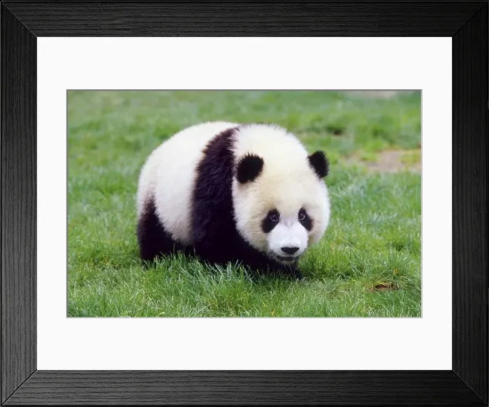 Framed Print : giant panda (Ailuropoda melanoleuca) Framed Print : giant panda (Ailuropoda melanoleuca)