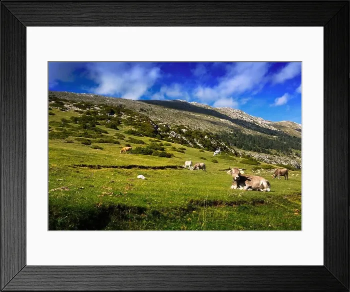 Framed Print : meadow with cows in summer day. Pyrenees, Catalonia Framed Print : meadow with cows in summer day. Pyrenees, Catalonia