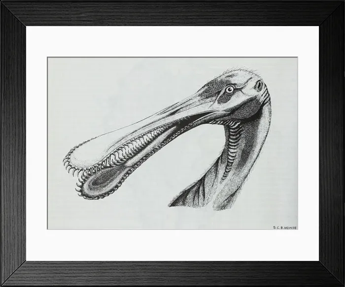 Framed Print : Bulletin of the British Museum (Natural History) Framed Print : Bulletin of the British Museum (Natural History)