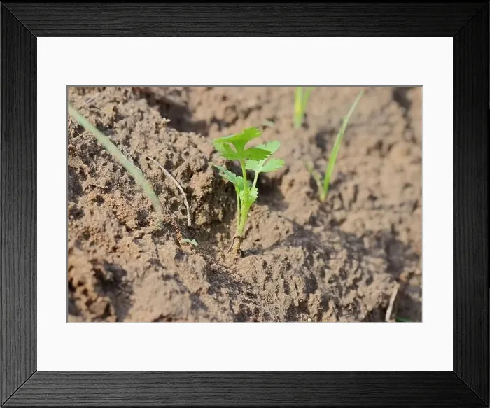 Framed Print : Close-up photo of Coriander plant grown in the field