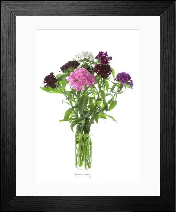 Framed Print : Bearded carnations in a glass on a white background Framed Print : Bearded carnations in a glass on a white background