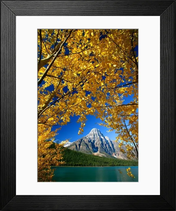 Framed Print : Autumn Colors with Mount Chephren at Waterfowl Lake Banff National Park Alberta Canada Framed Print : Autumn Colors with Mount Chephren at Waterfowl Lake Banff National Park Alberta Canada
