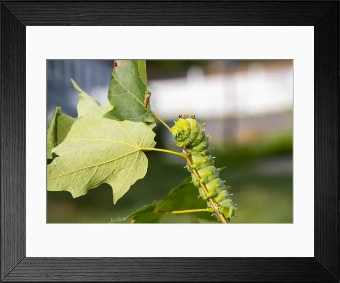 Framed Print : Cecropia moth caterpillar - Hyalophora cecropia Framed Print : Cecropia moth caterpillar - Hyalophora cecropia