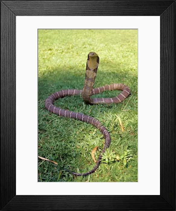 Framed Print : KING COBRA. Ophiophagus hannah. Venomous rare. Largest venomous snake in the world Framed Print : KING COBRA. Ophiophagus hannah. Venomous rare. Largest venomous snake in the world