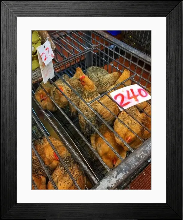 Framed Print : Live chickens for sale in a food market in Yuen Long, New Territories, Hong Kong Framed Print : Live chickens for sale in a food market in Yuen Long, New Territories, Hong Kong