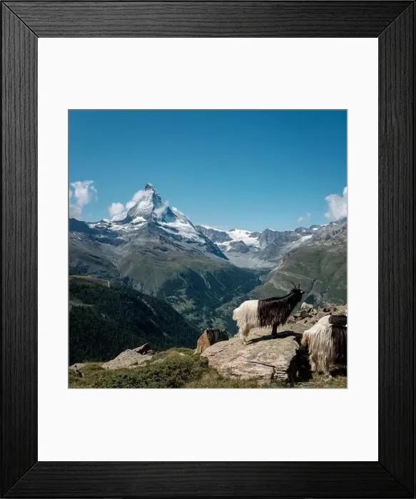 Framed Print : Alpine mountain goats in front of the famous Matterhorn mountain. View from the Five Lakes walking trail Framed Print : Alpine mountain goats in front of the famous Matterhorn mountain. View from the Five Lakes walking trail