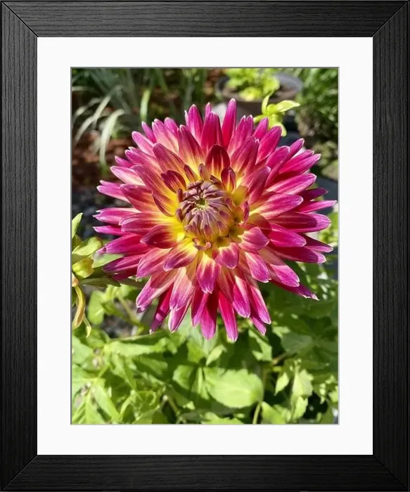 Framed Print : A single, vibrant Framed Print : A single, vibrant