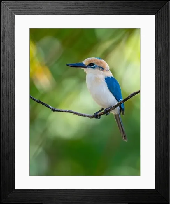 Framed Print : Niau Kingfisher, Todiramphus gertrudae Framed Print : Niau Kingfisher, Todiramphus gertrudae
