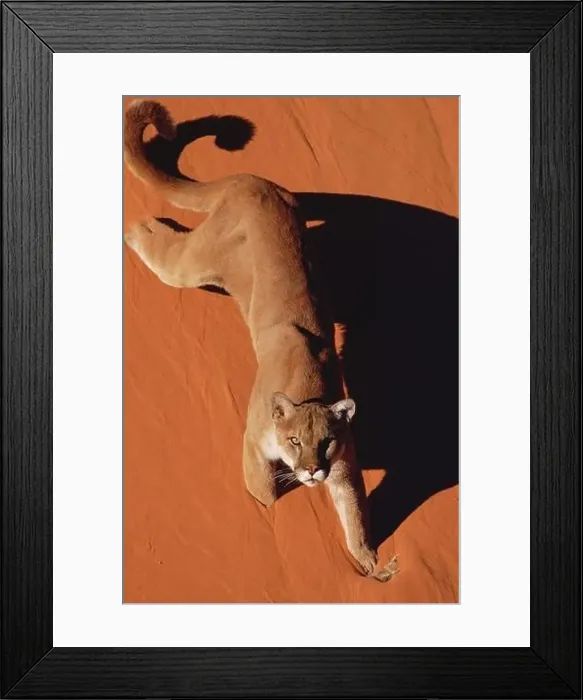 Framed Print : Mountain Lion walking on red sand in Monument Valley, Arizona Framed Print : Mountain Lion walking on red sand in Monument Valley, Arizona