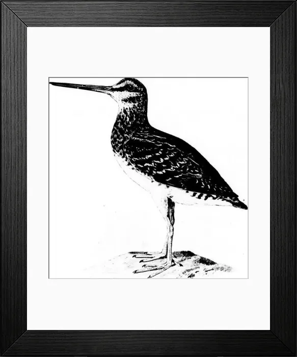 Framed Print : How to know the shore birds (Limicolae) of North America (south of Greenland and Alaska) [microform]