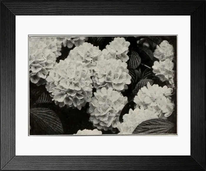 Framed Print : Ellwanger & Barry Mt Hope Nurseries 1916 Framed Print : Ellwanger & Barry Mt Hope Nurseries 1916