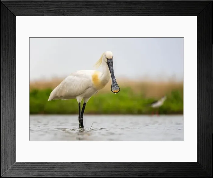 Framed Print : Spoonbill eurasian spoonbill (Platalea leucorodia) Framed Print : Spoonbill eurasian spoonbill (Platalea leucorodia)