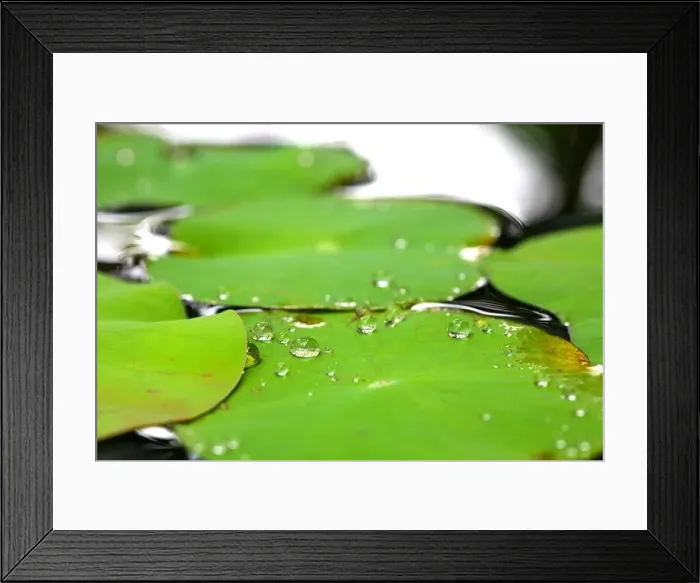 Framed Print : Lotus leaf Framed Print : Lotus leaf