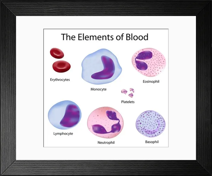Framed Print : The cells of human blood : red blood cells and different white blood cells Framed Print : The cells of human blood : red blood cells and different white blood cells