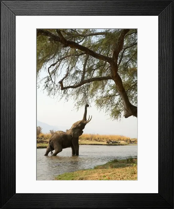 Framed Print : Juvenile African Elephant reaching up to tree whilst in Zambezi river, Mana Pools, Zimbabwe Framed Print : Juvenile African Elephant reaching up to tree whilst in Zambezi river, Mana Pools, Zimbabwe