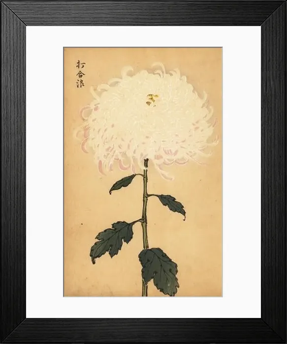 Framed Print : Hybrid white chrysanthemum, Chrysanthemum indicum Framed Print : Hybrid white chrysanthemum, Chrysanthemum indicum