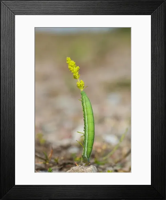 Framed Print : Hummingbird hawk-moth caterpillar in it's natural habitat Framed Print : Hummingbird hawk-moth caterpillar in it's natural habitat