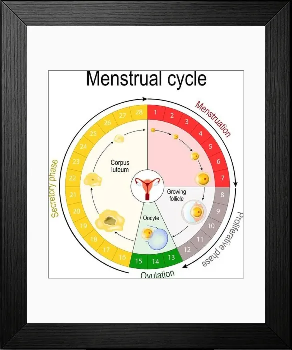 Framed Print : Menstrual cycle chart. increase and decrease of the hormones Framed Print : Menstrual cycle chart. increase and decrease of the hormones