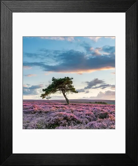 Framed Print : Warm evening side light illuminates the heather on Egton moor just before sunset