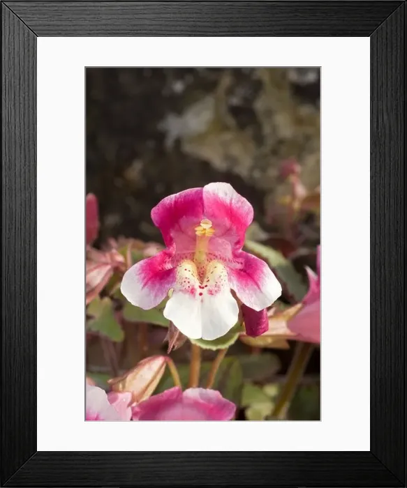 Framed Print : Chilean monkey flower or Berro rosado Mimulus naiandinus from Chile showing bifid stigma above stamens Framed Print : Chilean monkey flower or Berro rosado Mimulus naiandinus from Chile showing bifid stigma above stamens