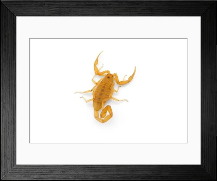 Framed Print : Yellow deadly dangerous scorpion top view isolated on white background