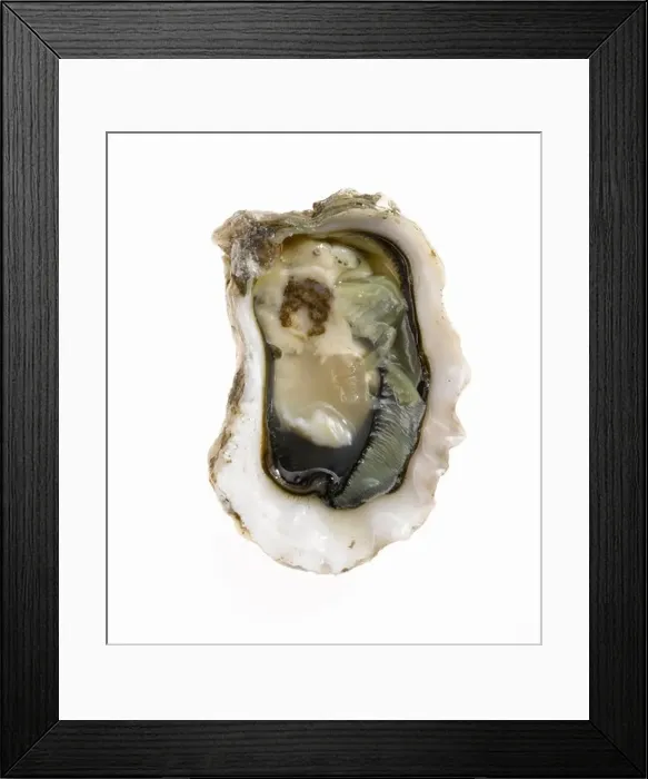Framed Print : oyster on the half shell Framed Print : oyster on the half shell