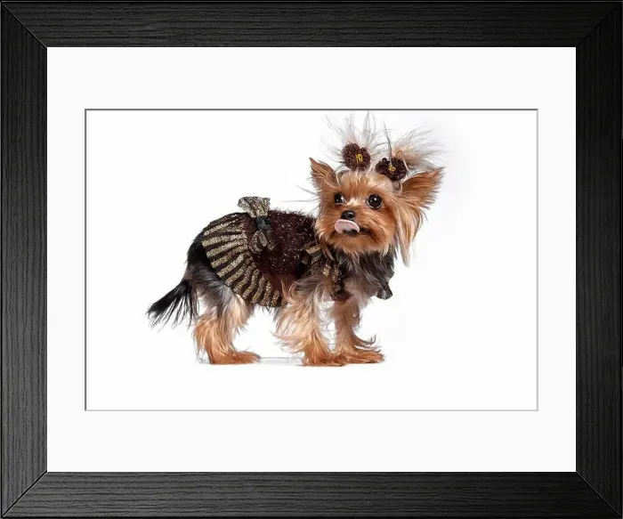 Framed Print : Yorkshire terrier mini - a head shot, against a white studio background Framed Print : Yorkshire terrier mini - a head shot, against a white studio background