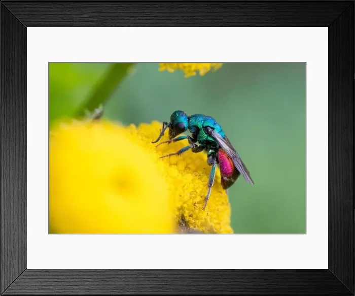 Framed Print : Goldwespe, Gold-Wespe, Hedychrum spec Framed Print : Goldwespe, Gold-Wespe, Hedychrum spec