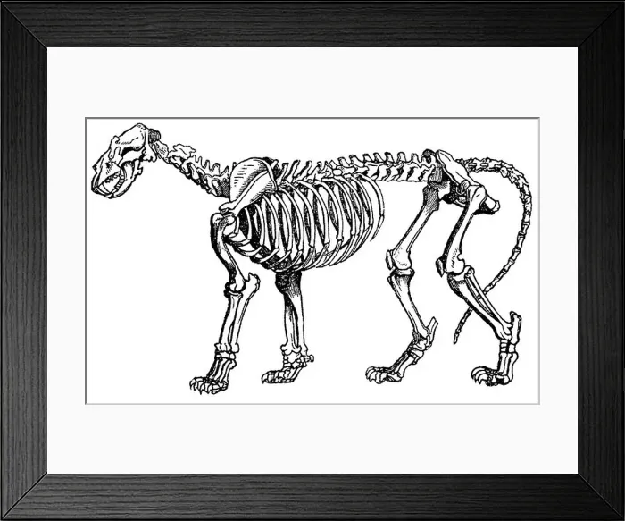 Framed Print : Lion skeleton Framed Print : Lion skeleton