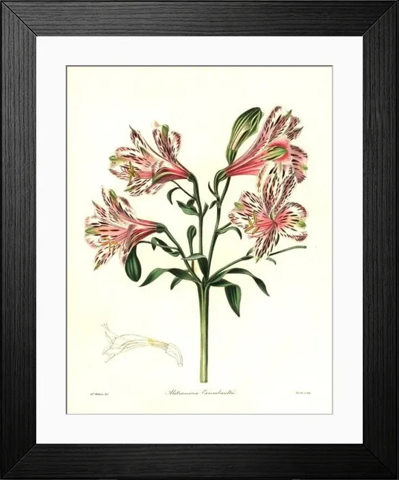 Framed Print : Errembault's hybrid alstroemeria Framed Print : Errembault's hybrid alstroemeria