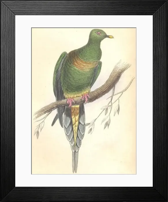 Framed Print : BIRDS. Vinago Oxyura. Original hand colouring. Prideaux John Selby 1835 print Framed Print : BIRDS. Vinago Oxyura. Original hand colouring. Prideaux John Selby 1835 print