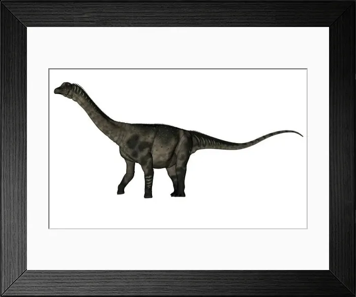 Framed Print : Antarctosaurus dinosaur walking isolated in white background - 3D render Framed Print : Antarctosaurus dinosaur walking isolated in white background - 3D render