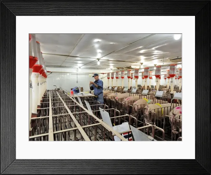 Framed Print : Hog breeding by artificial insemination Framed Print : Hog breeding by artificial insemination