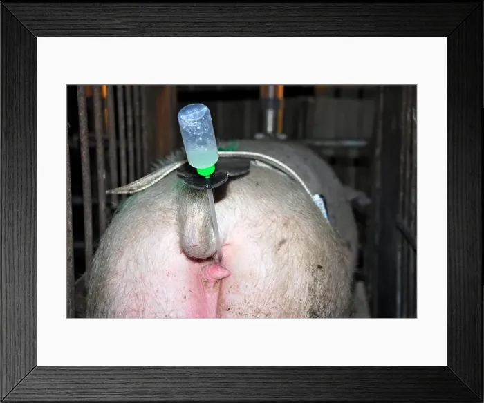 Framed Print : Covering 9 Framed Print : Covering 9